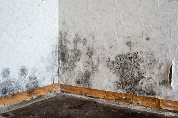 Best Emergency Mold Removal  in White Oak, MD